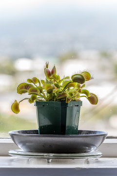 Venus flytrap (Dionaea muscipula), carnivorous plant