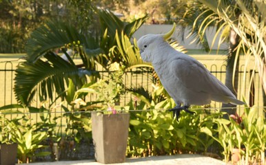 A sulphur crested cockatoo is perching on a glass pool fence
