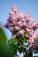 Beautiful branch of lilac bushes growing in the spring
