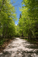 Fototapeta na wymiar Gravel road through the sunlit lush green forest in Gorski kotar, Croatia