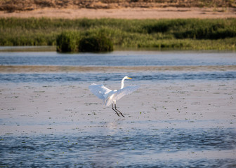 Great Egret
