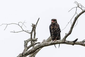 Juvenile Bateleur eagle perch on a branch.