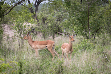 Male impalas in their environment.