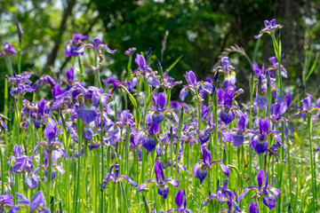Violet iris flower grow in the garden.