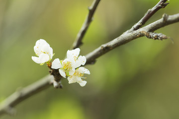 White Cherry blossom on a tree.