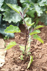 planta de berenjena