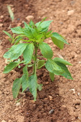 plantita de pimiento regada con goteros