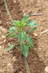 plantita de pimiento regada con goteros