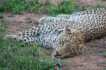 Young male leopard staring at the photographer.