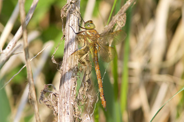 A Norfolk Hawker also known as a Green-eyed Hawker, Aeshna isosceles, resting in the sun.