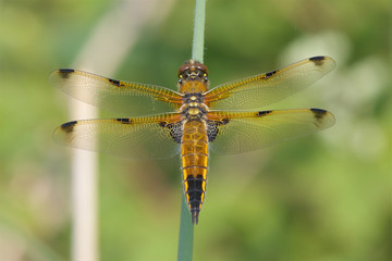 A Four-spotted chaser dragonfly, Libellula quadrimaculata, resting on a leaf in the morning spring sunshine.