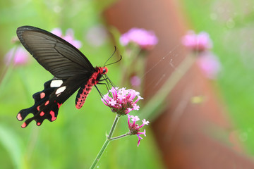 red black butterfly with flower in nature background