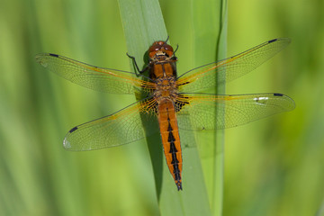A Scarce Chaser, Libellula fulva, resting on a plant leaf in the early spring sunshine.