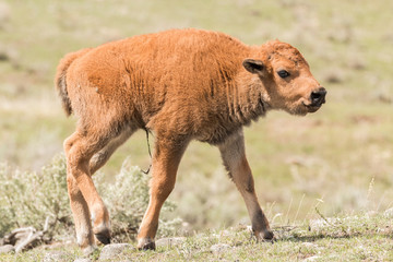 Fototapeta premium Newborn bison calf