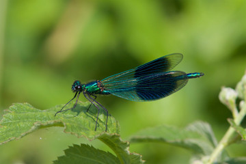 Male Banded demoiselle dragonfly, Calopteryx splendens, in the early spring sunshine.