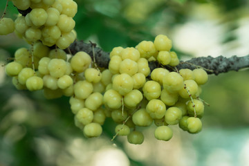 a branch of  star gooseberry