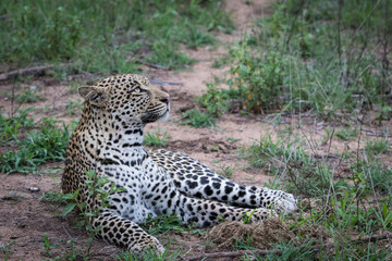 Leopard staring up to the right.