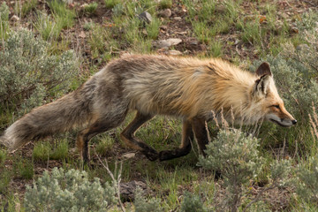 Red Fox