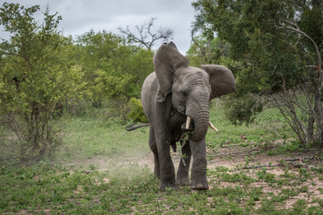 Mock charge by a teenage elephant.