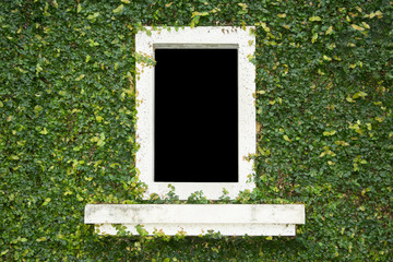 Natural green leaf grass cover wall with white window background