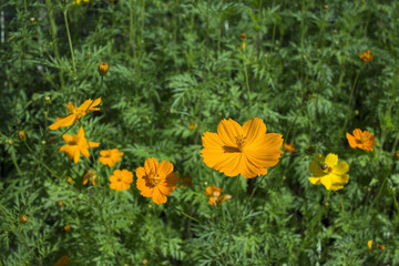 Yellow cosmos flowers in the garden