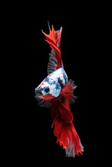 Betta fish, siamese fighting fish, betta splendens (Halfmoon betta.)isolated on black background.