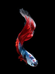 Betta fish, siamese fighting fish, betta splendens (Halfmoon betta.)isolated on black background.