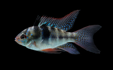 Mikrogeophagus ramirezi aquarium fish