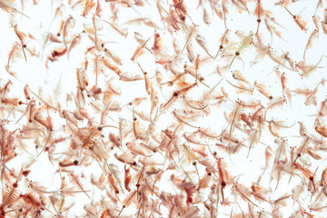 artemia plankton isolated on white background