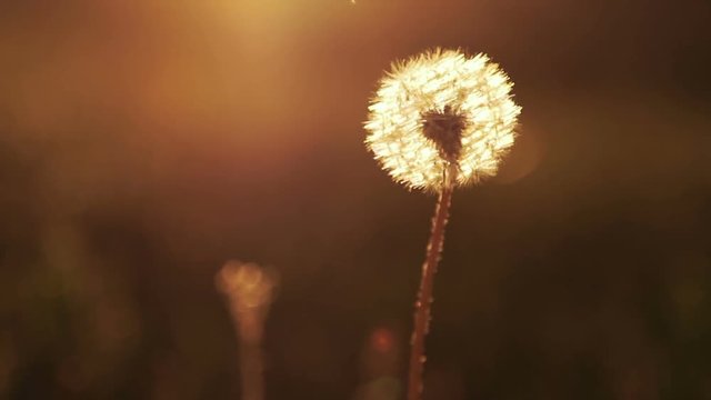 Real field and dandelion at sunset.