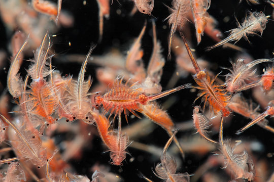 Super Macro Close Up Of Artemia Salina A 100 Million Old Species