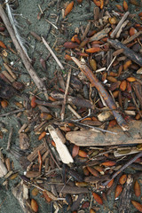 Driftwood and sea weed washed ashore.
