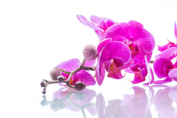 Fototapeta premium piękne kwiaty orchidei Phalaenopsis