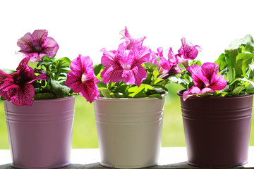 Naklejka na ściany i meble Pink beautiful petunia flower in pot. petunia growing in balcony