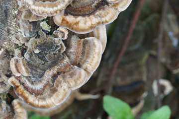 Fungus growing on tree stump