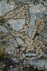 Aggregating Anemone colony at low tide