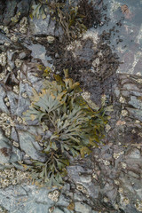 California tide pools at low tide