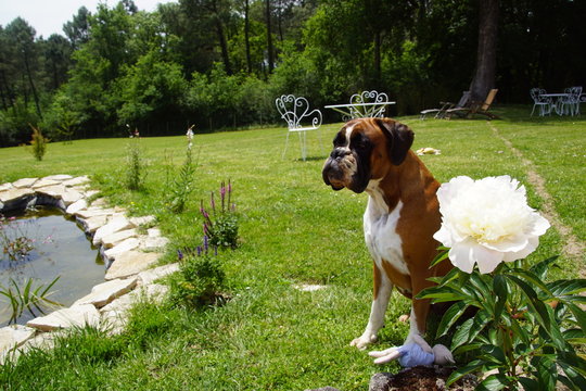 Belle chienne boxer fauve pr&egrave;s d'une pivoine et d'un bassin.