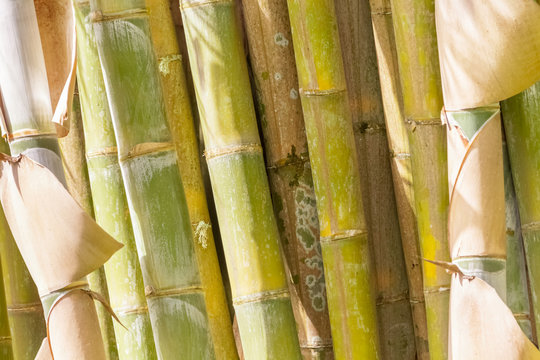 touffe de bambous 
