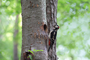 Woodpecker on a tree near his nest. Birds
