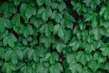 Green leaves pattern background, Natural background