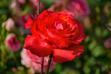 Red rose in a garden close up. Flowers