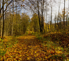 Fototapeta premium Autumn in the old forest Park. Nevsky forest Park is located in the Leningrad region.