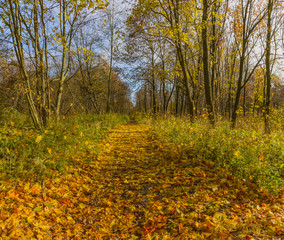 Obraz premium Autumn in the old forest Park. Nevsky forest Park is located in the Leningrad region.