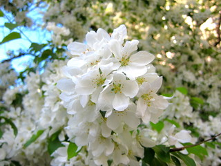 Apple flowers