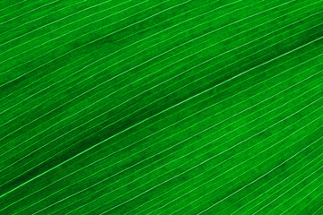 Leaf texture background. / Macro of fresh green plant structure
