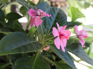 Flower room, on the windowsill
