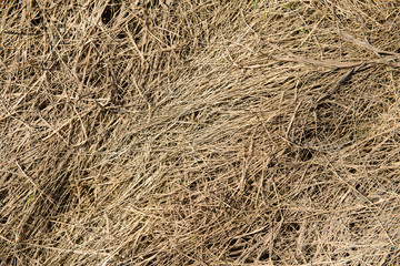 surface of dried grass in the field