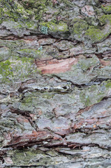 Real tree old wooden texture. Wood background with green moss and mold. Natural forest rustic photo. Vertical ecological pine bark.