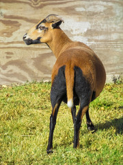 One cute goats female (Texan sheep) on a Texas ranch. 
A farming animal standing on green grass on a sunny day outdoors. Side view of a Texan ewe. A goat is brown in color. 